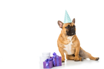 8 Important Reasons to Celebrate Your Dog's Birthday